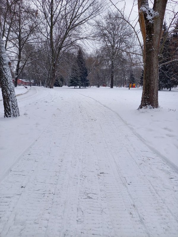 Цветов лес курск фото