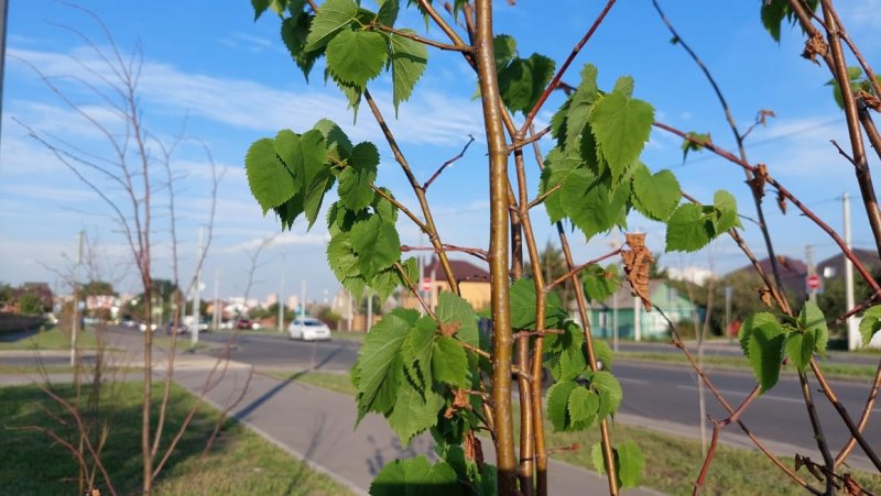 Фото на дереве курск