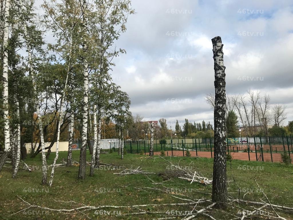 В Курске в парке КЗТЗ после вырубки берез остались 5-метровые стволы |  11.10.2022 | Курск - БезФормата