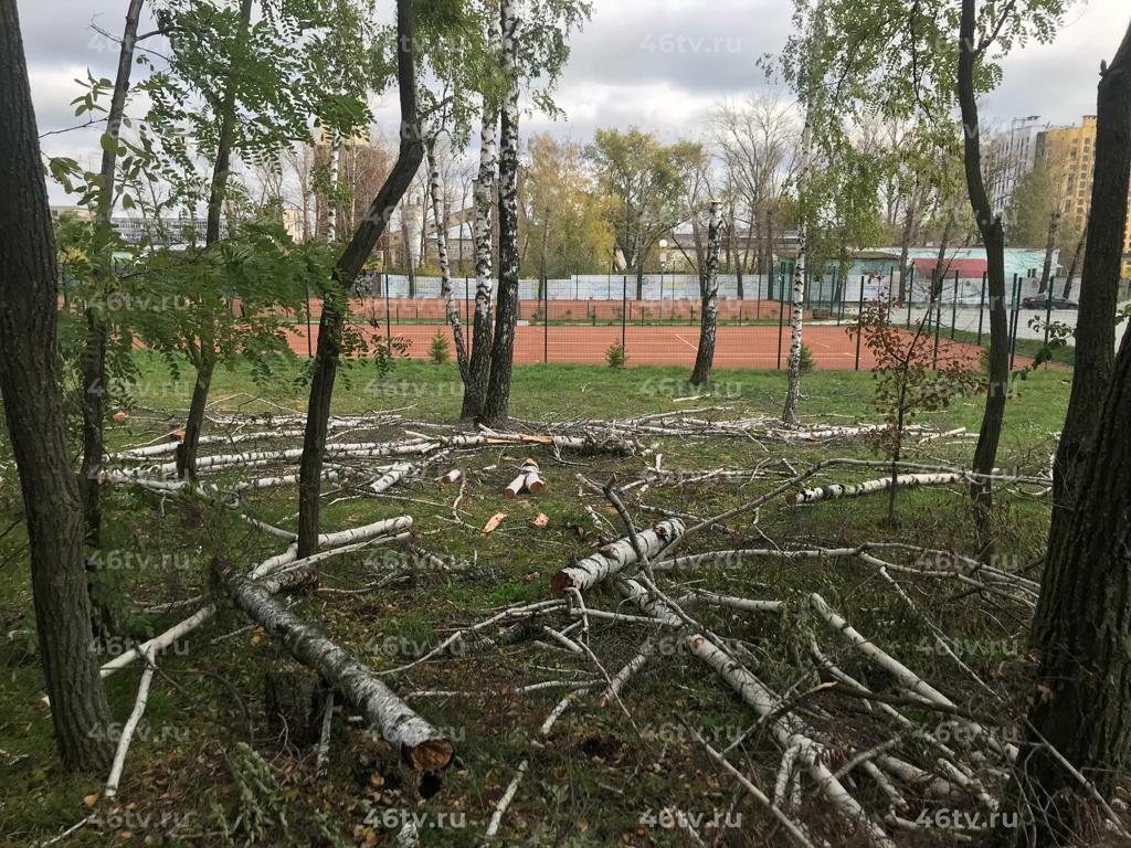 В Курске в парке КЗТЗ после вырубки берез остались 5-метровые стволы |  11.10.2022 | Курск - БезФормата