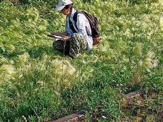 Заросли ячменя гривастого в Черемисиновском районе