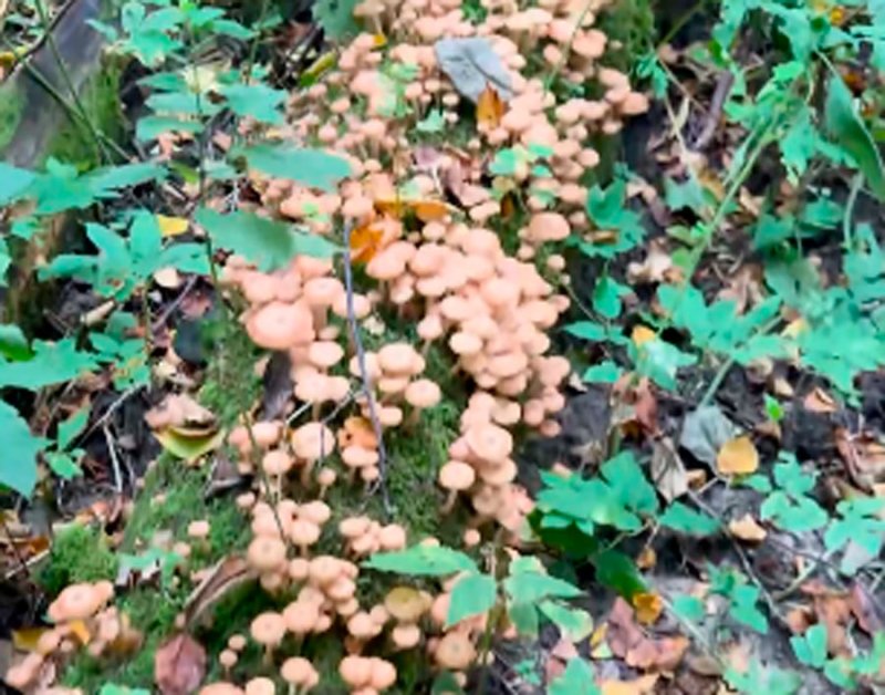 Волшебное дерево: мечта грибника сбылась в Курской области