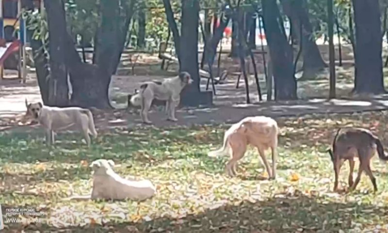 В Курске стая из 20 бродячих собак оккупировала парк КЗТЗ