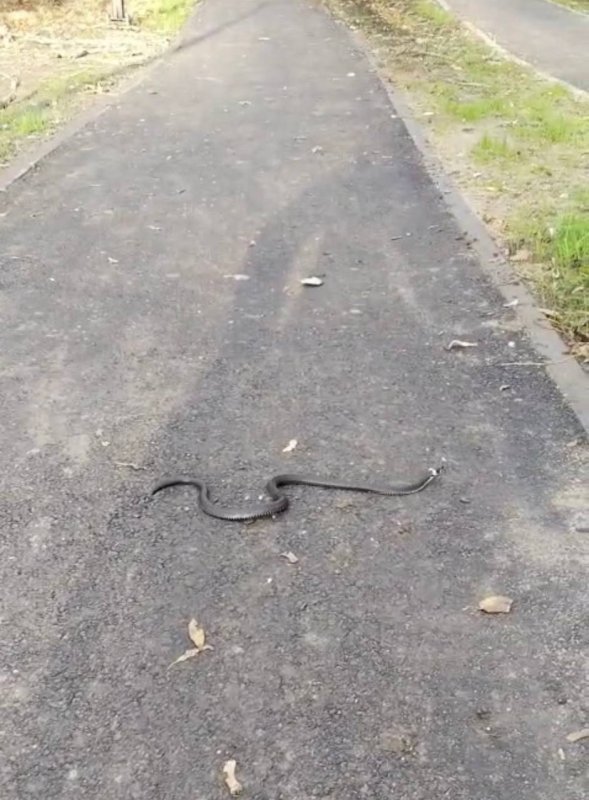 Глава курского Минприроды Левин увидел на Боевке ужа и обрадовался