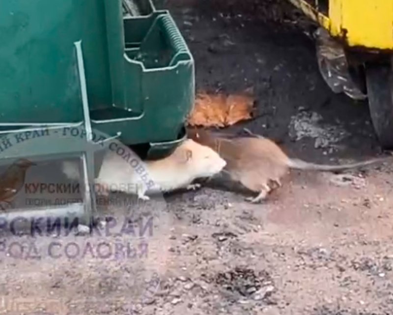 В Курске у мусорных баков дома 24 на Серёгина поселились полчища крыс