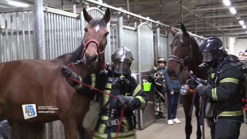 В Курске спасатели эвакуировали лошадей из конноспортивной школы