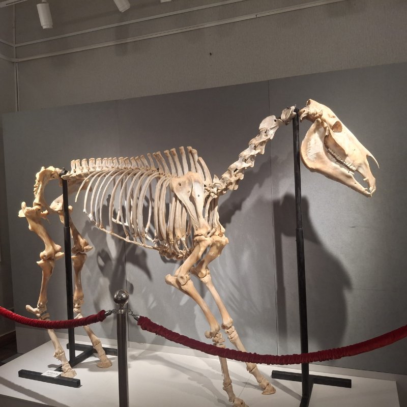 В Курске открыли первую выставку-коллаборацию Все мы немного лошади