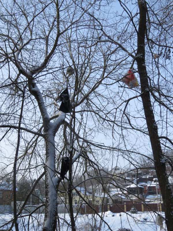 В Курске развесили пакеты с мусором на деревьях в Зарёвском лесу
