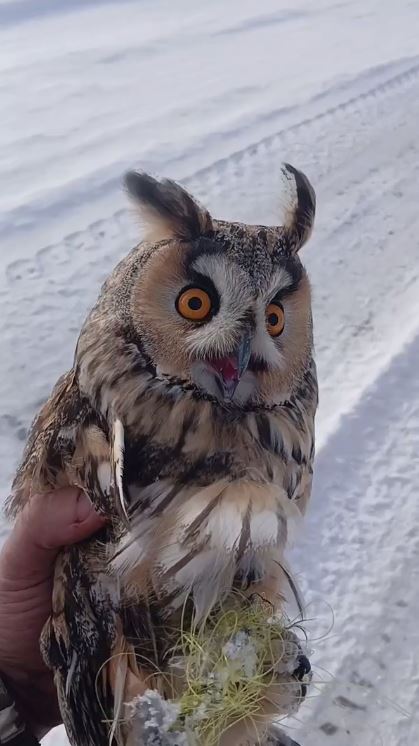 Житель Курского приграничья спас запутавшуюся в сети сову