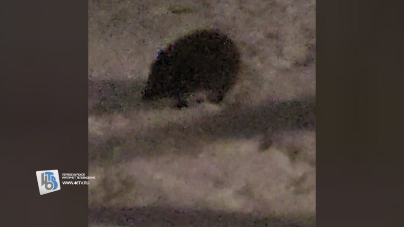 В Курске проснулись ежи и с опаской ходят по сугробам