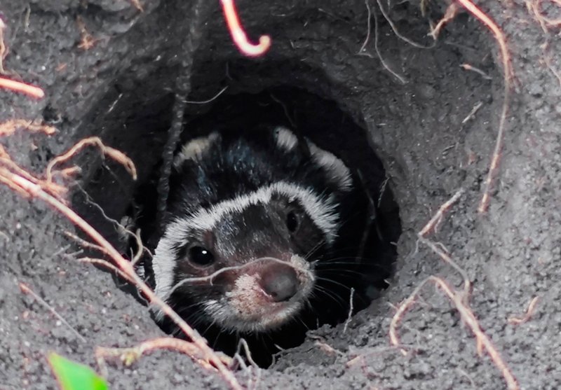 В Курской области впервые за 100 лет обнаружили краснокнижную Перевязку