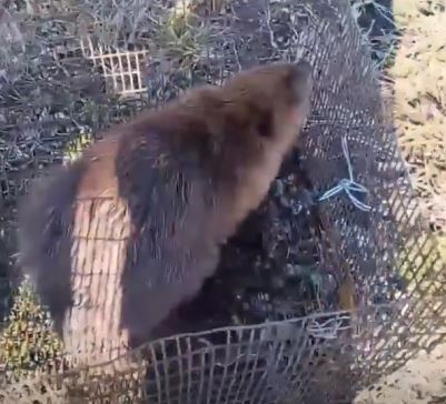 Вошел не в ту дверь: в Курской области спасли заблудившегося бобра