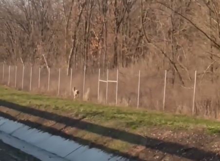 Под Курском спасли запутавшуюся в сетке косулю