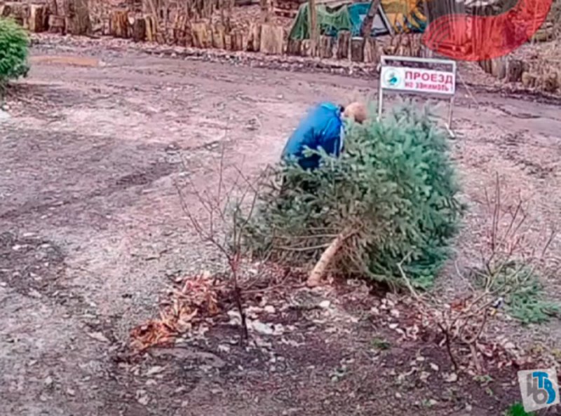 Месть экоактивистам: в Курске на базе АНО Сейм спилили голубую ель