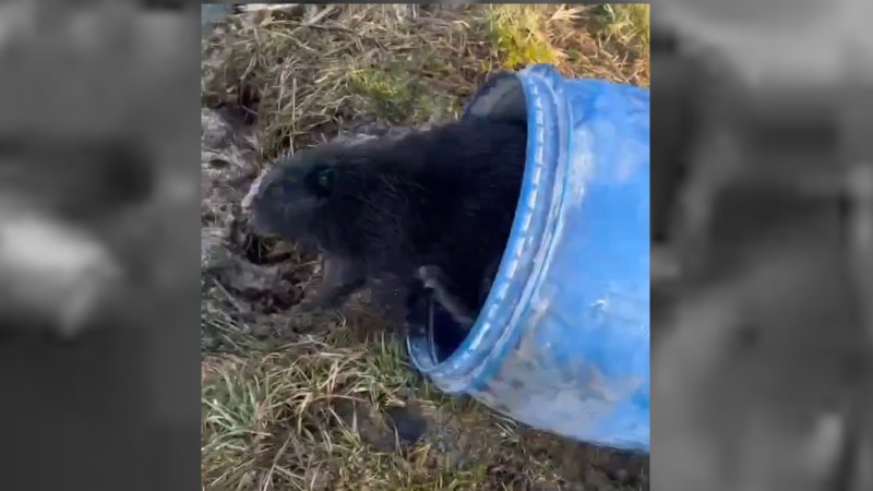 Сема из Тураевки: в Курской области вернули бобра в естественную среду