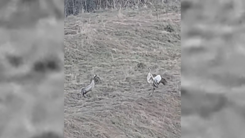 В Курской области сняли на видео брачные танцы журавлей