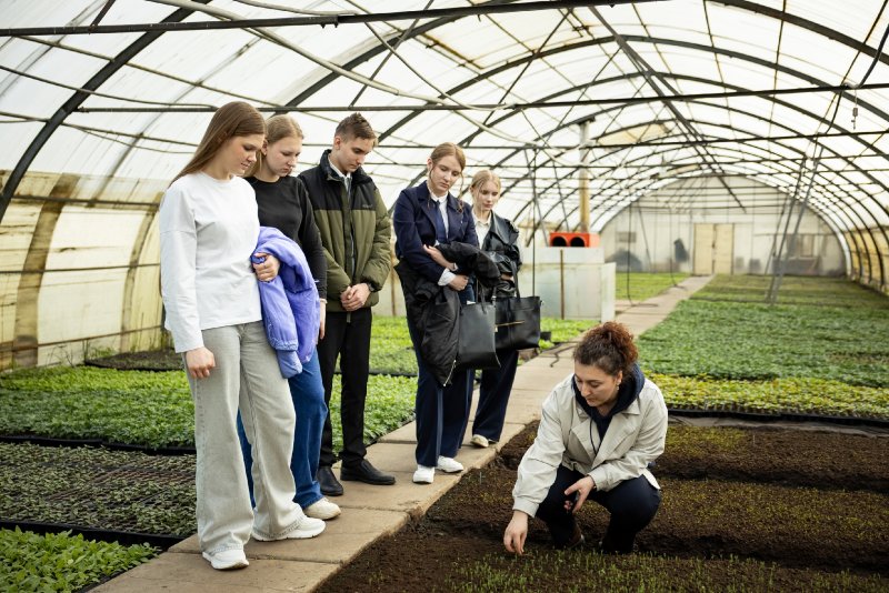 В Зеленстрое Курска показали готовность рассады для городских клумб