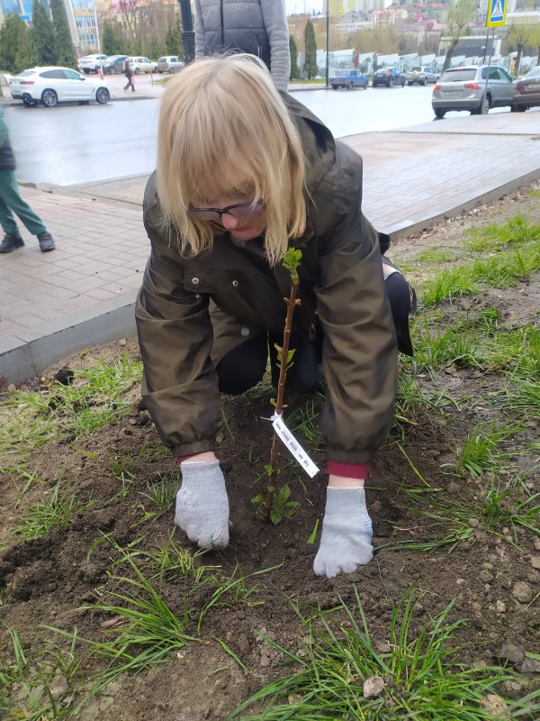 Московская красавица в Курске: театральные деятели высадили аллею сирени