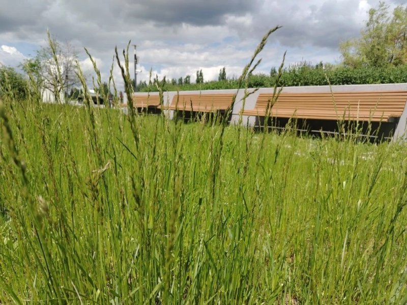 В Курске на газонах парка Патриот колосится высокая трава