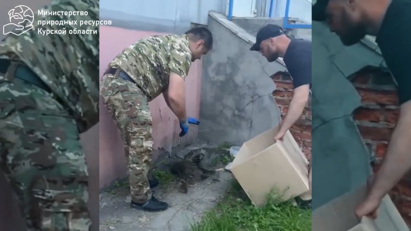 В Курске на Кулакова поймали енота