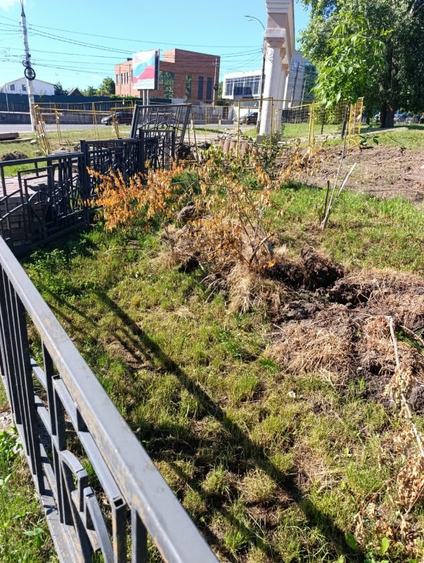 В Курске в парке им. Дзержинского раскоп вызвал гибель деревьев