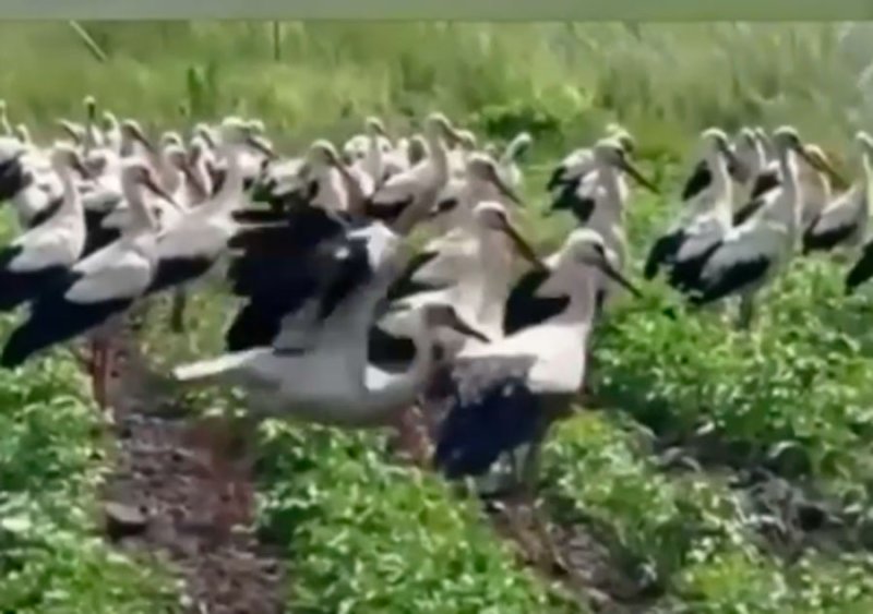 В приграничье выявили мистическое нашествие аистов на огороды курян