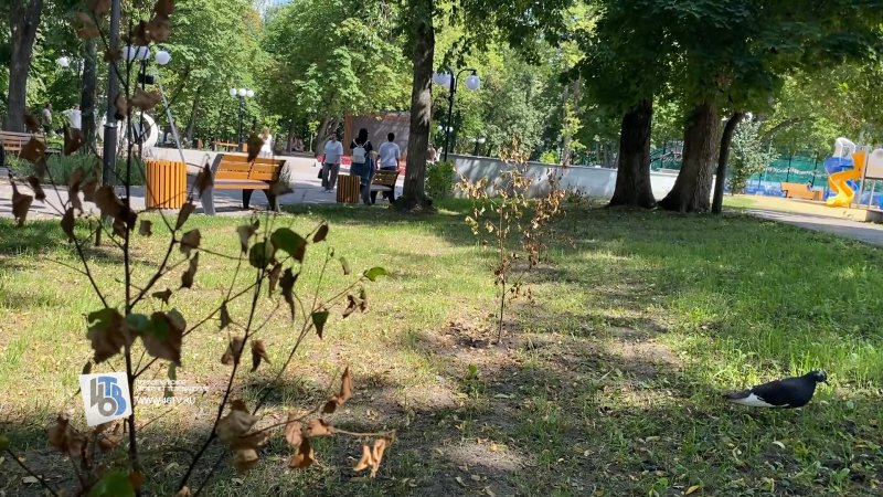 В Курске засохшая Аллея молодежи повторила судьбу Комсомольской сирени